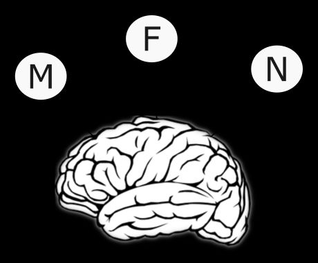 An image of a brain, symbolizing it has a cognitive representation of the  masculine, feminine, and neuter gender values